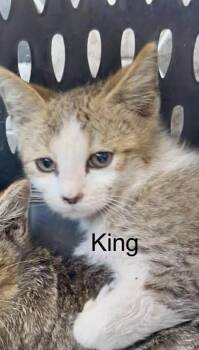 Tabby Cats Available for Adoption in Casselberry, Florida - King | PetCurious