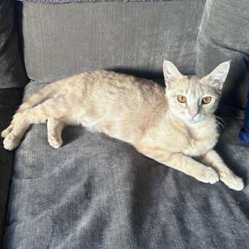 Domestic Short Hair Cats Available for Adoption in Santa Rosa, California - Mama Peaches | PetCurious