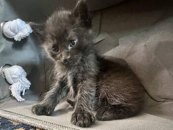 Domestic Short Hair Cats Available for Adoption in Virginia Beach, Virginia - Peter | PetCurious