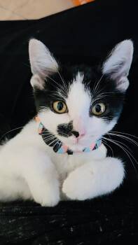 Clarabelle -  American Shorthair Cat for Adoption in Chicago, Illinois - Clarabelle | PetCurious