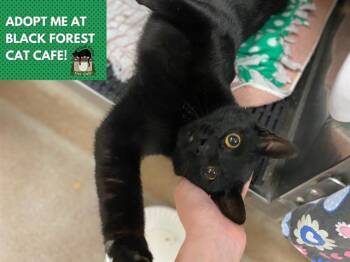 Domestic Short Hair Cats Available for Adoption in Fort Wayne, Indiana - JETT | PetCurious