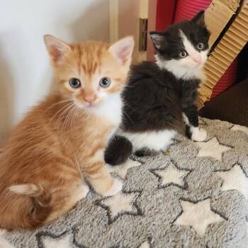 Oreo -  Domestic Short Hair Cat for Adoption in Green Bay, Wisconsin - Oreo | PetCurious