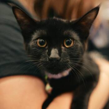 Binx -  Domestic Short Hair Cat for Adoption in Vallejo, California - Binx | PetCurious