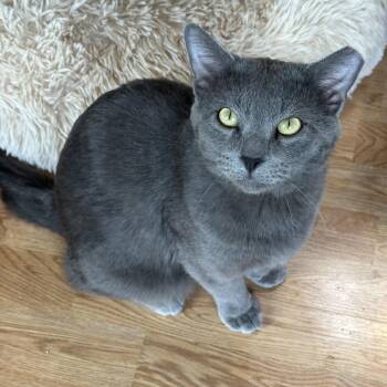Domestic Short Hair Cats Available for Adoption in Morrison, Colorado - Astro Bell | PetCurious