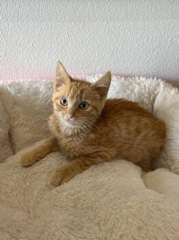 Jack Be Little -  Domestic Short Hair Cat for Adoption in Newberg, Oregon - Jack Be Little | PetCurious