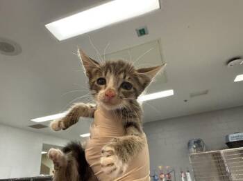 BRANDON -  Domestic Short Hair Cat for Adoption in Thousand Palms, California - BRANDON | PetCurious