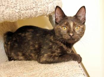 Tequila -  Domestic Short Hair Cat for Adoption in Mansfield, Massachusetts - Tequila | PetCurious