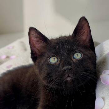 Luther -  Domestic Short Hair Cat for Adoption in Santa Fe, Texas - Luther | PetCurious