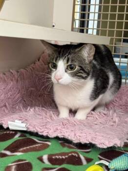 Rescue Tabby Cats for Adoption - Cam Livonia 0623 | PetCurious