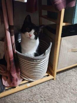 Rescue Domestic Short Hair Cats for Adoption in Westfield, New Jersey - Joey | PetCurious