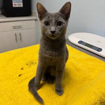 Rescue Domestic Short Hair Cats for Adoption in Riverside, California - Seal | PetCurious