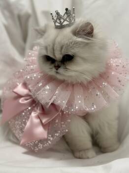Snuffles -  Persian Cat for Adoption in Fredericksburg, Virginia - Snuffles | PetCurious