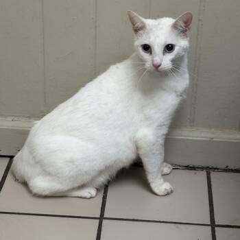 TUSC-Stray-85453_2_3_4 -  Domestic Short Hair Cat for Adoption in Tuscaloosa, Alabama - TUSC-Stray-85453_2_3_4 | PetCurious