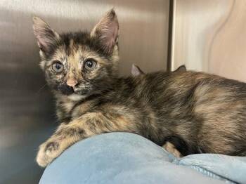 Domestic Short Hair Cats Available for Adoption in Corpus Christi, Texas - CLARISSA | PetCurious