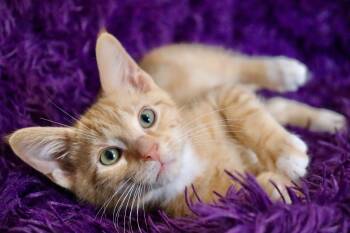Carrot -  Tabby Cat for Adoption in St. Augustine, Florida - Carrot | PetCurious