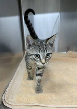 Domestic Short Hair Cats Available for Adoption in Covington, Louisiana - PrincessButterCup | PetCurious