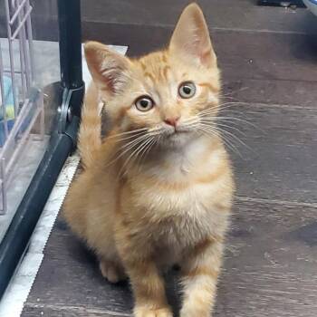 Weott -  Domestic Short Hair Cat for Adoption in Westminster, California - Weott | PetCurious