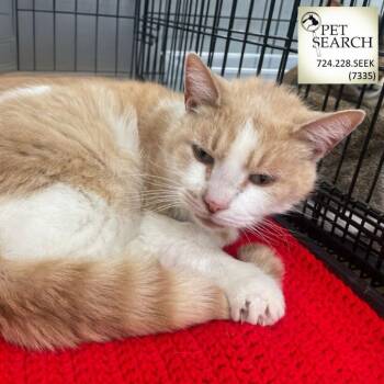Rescue Domestic Short Hair Cats for Adoption in Washington, Pennsylvania - Ross | PetCurious