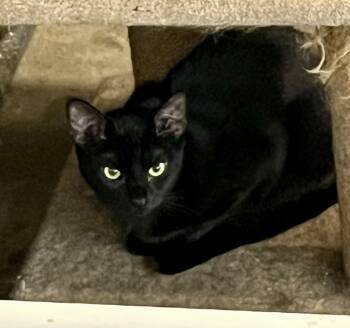 Rescue Domestic Short Hair and Siamese Cats for Adoption in Bolton, Connecticut - Cider | PetCurious