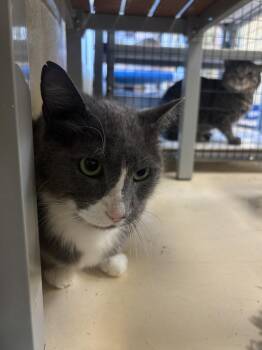 Powerpoint -  Domestic Short Hair Cat for Adoption in Kalamazoo, Michigan - Powerpoint | PetCurious