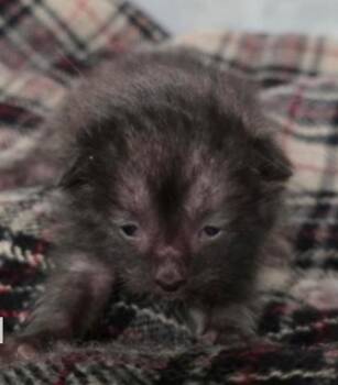 Linden -  Domestic Short Hair Cat for Adoption in Marshall, North Carolina - Linden | PetCurious