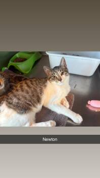 Rescue Domestic Short Hair Cats for Adoption in North Weyburn, Saskatchewan - Newton | PetCurious