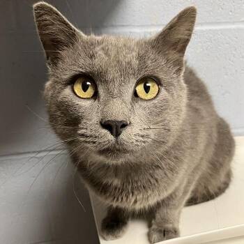 Smokey -  Domestic Short Hair Cat for Adoption in Dekalb, Illinois - Smokey | PetCurious