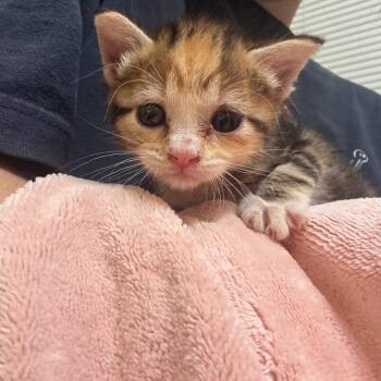 Marlowe -  Domestic Short Hair Cat for Adoption in San Antonio, Texas - Marlowe | PetCurious