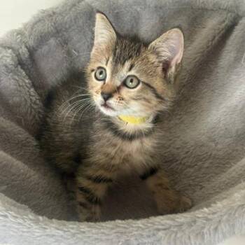 Marigold -  Domestic Short Hair Cat for Adoption in Chattanooga, Tennessee - Marigold | PetCurious