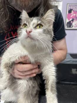 Rosa -  Domestic Medium Hair Cat for Adoption in Ferndale, Michigan - Rosa | PetCurious