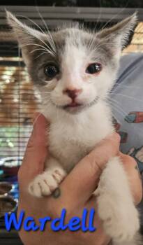 Rescue Domestic Short Hair Cats for Adoption in Willcox, Arizona - Wardell | PetCurious