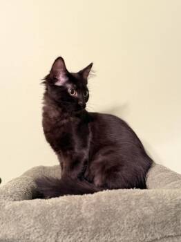 Jesse (was Marlowe) -  Domestic Medium Hair Cat for Adoption in Ferndale, Michigan - Jesse (was Marlowe) | PetCurious