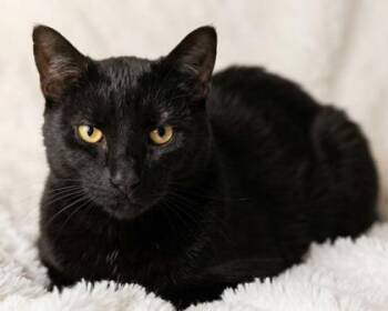 Binx -  Domestic Short Hair Cat for Adoption in Bedford, Indiana - Binx | PetCurious