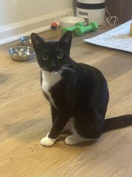 Midnight Blues -  Domestic Short Hair Cat for Adoption - Midnight Blues | PetCurious
