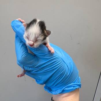 Domestic Short Hair Cats Available for Adoption in Columbiana, Alabama - Inchworm | PetCurious