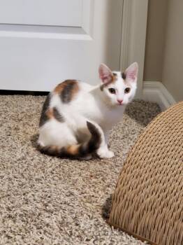 Rescue Domestic Medium Hair Cats for Adoption in Mustang, Oklahoma - Jerry | PetCurious