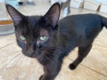 Rescue Domestic Short Hair Cats for Adoption in Grand Junction, Colorado - Ecko #2 | PetCurious