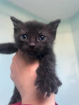 Arrowleaf Balsamroot -  Domestic Short Hair Cat for Adoption in Salt Lake City, Utah - Arrowleaf Balsamroot | PetCurious