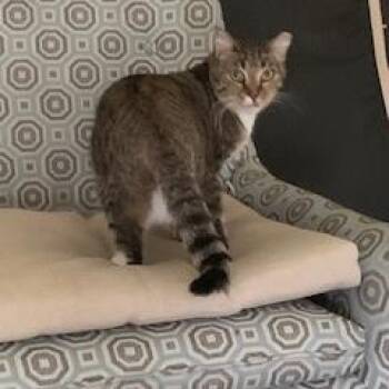 Truffle -  Domestic Short Hair Cat for Adoption in Bentonville, Arkansas - Truffle | PetCurious