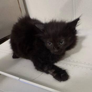 Jupiter -  Domestic Long Hair Cat for Adoption in Tulsa, Oklahoma - Jupiter | PetCurious