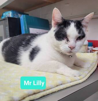 Rescue Domestic Short Hair Cats for Adoption in Richmond, Indiana - Mr. Lilly | PetCurious