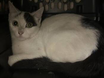 Domestic Short Hair Cats Available for Adoption in Palm Coast, Florida - Albany | PetCurious