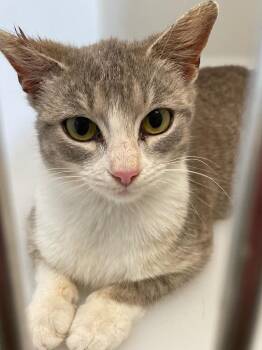 Domestic Short Hair Cats Available for Adoption in Columbia, Tennessee - Jerrie | PetCurious