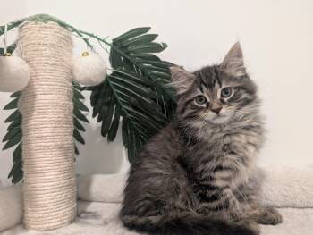 Cafe Kittens - Tofu -  Domestic Medium Hair Cat for Adoption in Leesburg, Virginia - Cafe Kittens - Tofu | PetCurious