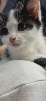 Domestic Short Hair Cats Available for Adoption in Belton, Missouri - Tippy | PetCurious
