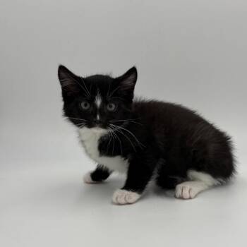 Domestic Short Hair Cats Available for Adoption in State College, Pennsylvania - Clover | PetCurious