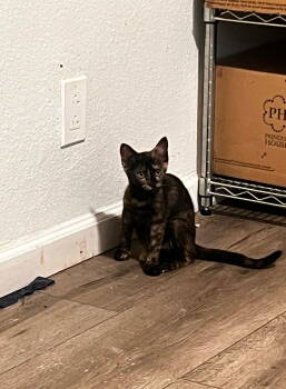 Rescue Domestic Short Hair Cats for Adoption in Castro Valley, California - Marie (& Tigger) | PetCurious