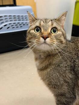 Freddie -  Domestic Short Hair Cat Available for Adoption - Freddie | PetCurious