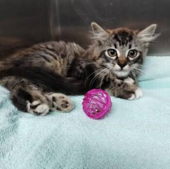 CHARLES -  Domestic Medium Hair Cat for Adoption in Alameda, California - CHARLES | PetCurious