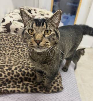 Dwayne Johnson -  Tabby Cat for Adoption in Maple Ridge, British Columbia - Dwayne Johnson | PetCurious